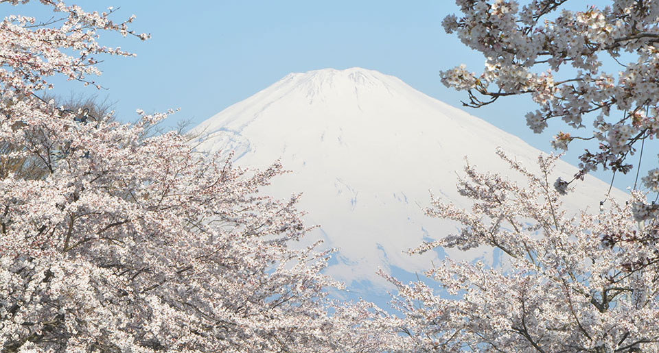 富士山と桜