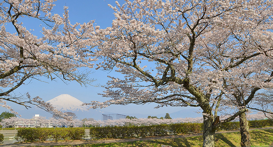富士山と桜